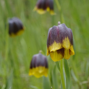 Fritillaria michailovskii